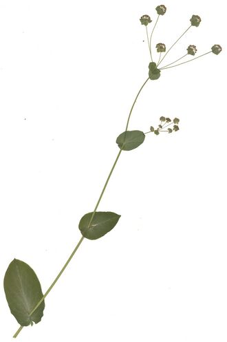 GHV Herbarium Acker-Hasenohr.jpg