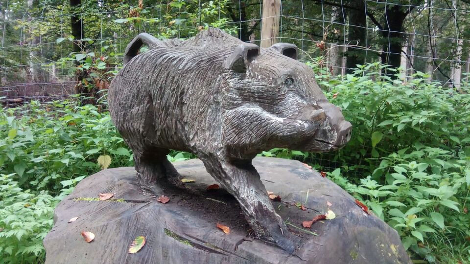 Datei:Wimberg Wildschwein.jpg
