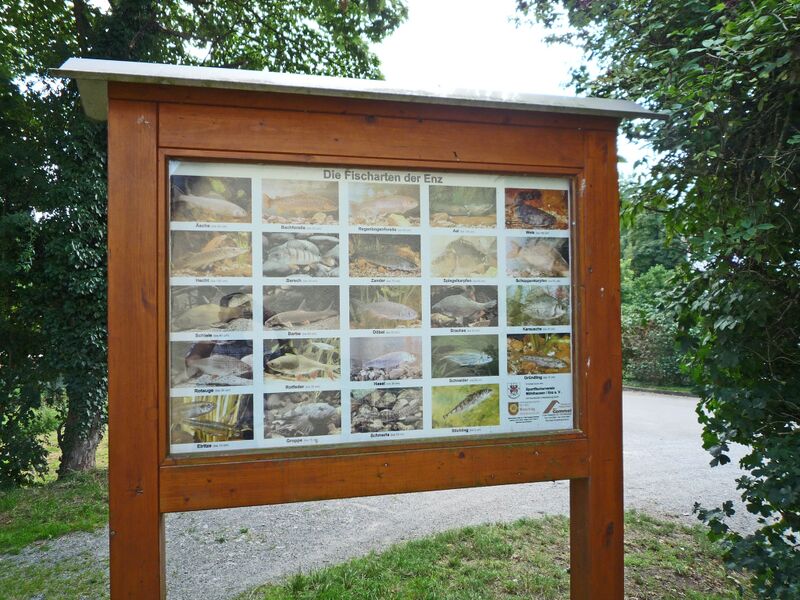 Datei:Muehlhausen-Enz-Infotafel-Fische.jpg