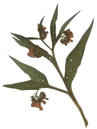 GHV Herbarium Gemeiner Beinwell.jpg