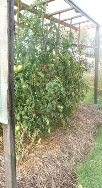Datei:Überdachtes Tomatenhaus.JPG