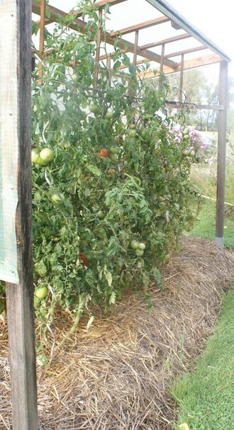Überdachtes Tomatenhaus.JPG