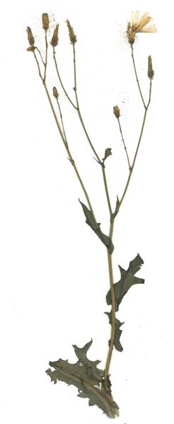 Datei:GHV Herbarium Blauer Lattich.jpg