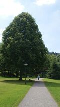 Alter Baum und Wege auf der Schweizerwiese