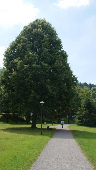 Datei:Baum in Herrenalb Schweizerwiese.JPG