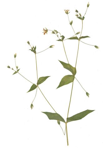 GHV Herbarium Hain-Sternmiere.jpg