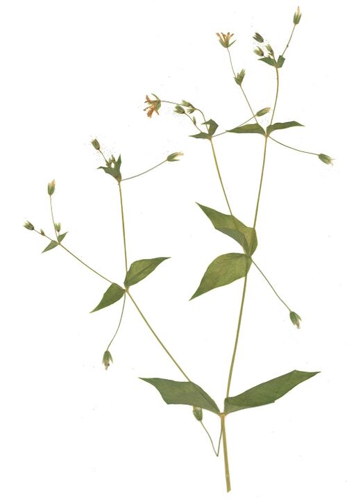 Datei:GHV Herbarium Hain-Sternmiere.jpg