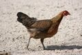 Huhn