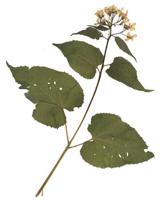 GHV Herbarium Wildes Silberblatt.jpg