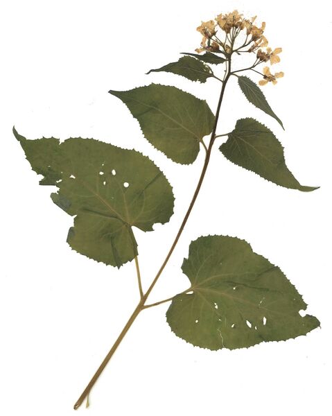 Datei:GHV Herbarium Wildes Silberblatt.jpg