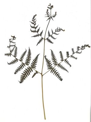 GHV Herbarium Adlerfarn.jpg