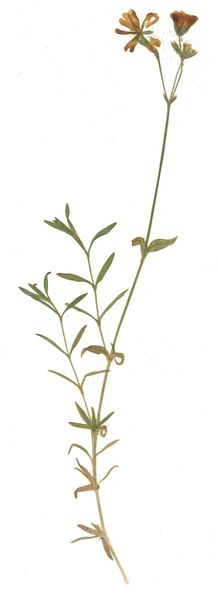 Datei:GHV Herbarium Acker-Hornkraut.jpg