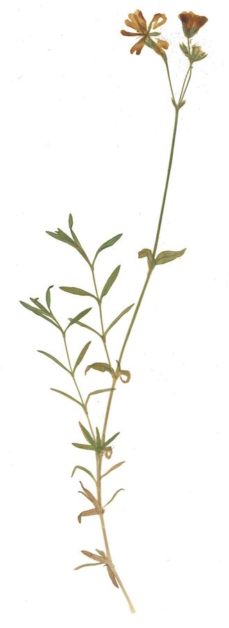 GHV Herbarium Acker-Hornkraut.jpg
