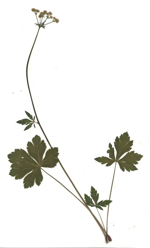 Datei:GHV Herbarium Gewöhnliche Sanikel.jpg