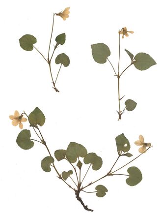 GHV Herbarium Wald-Veilchen.jpg