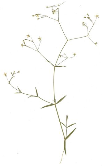 GHV Herbarium Gras-Sternmiere.jpg