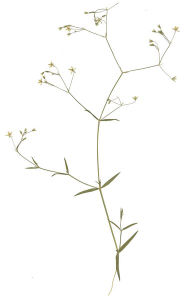 Datei:GHV Herbarium Gras-Sternmiere.jpg