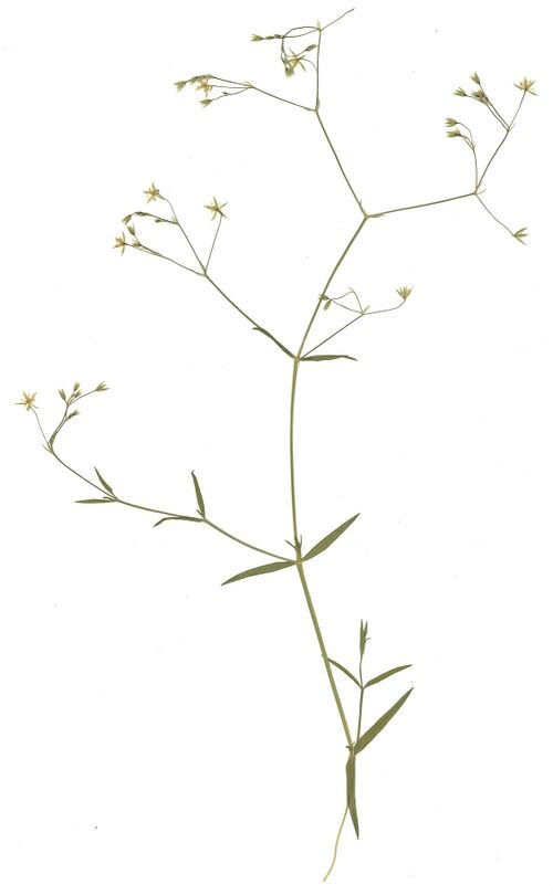 Datei:GHV Herbarium Gras-Sternmiere.jpg