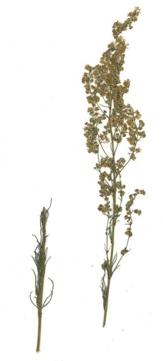 GHV Herbarium Schmalblättrige Wiesenraute.jpg
