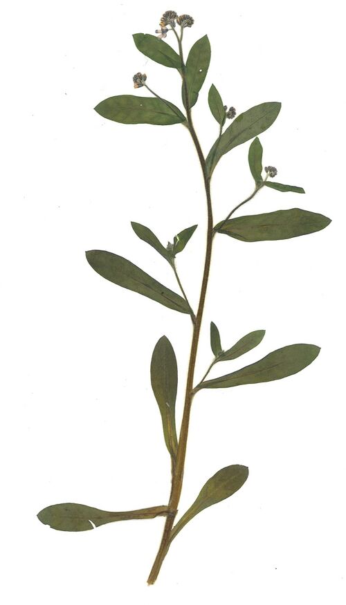 Datei:GHV Herbarium Sumpf-Vergißmeinnicht.jpg
