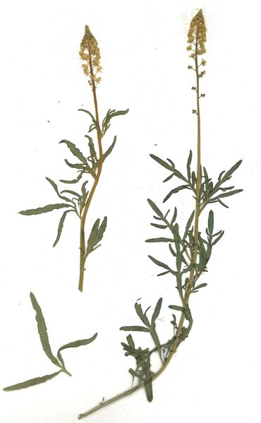 Datei:GHV Herbarium Gelber Wau.jpg