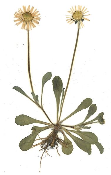 Datei:GHV Herbarium Gänseblümchen.jpg
