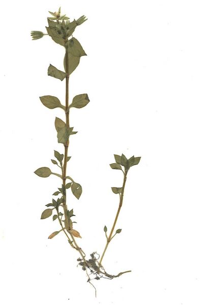 Datei:GHV Herbarium Vogel-Sternmiere.jpg