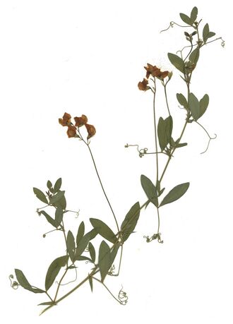 GHV Herbarium Knollen-Platterbse.jpg
