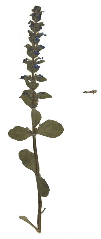 Datei:GHV Herbarium Kriechender Günsel.jpg