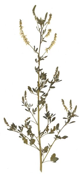Datei:GHV Herbarium Echter Steinklee.jpg