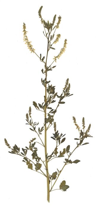 Datei:GHV Herbarium Echter Steinklee.jpg