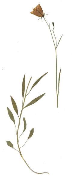 Datei:GHV Herbarium Rundblättrige Glockenblume.jpg
