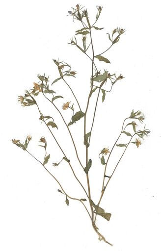GHV Herbarium Gemeiner Frauenspiegel.jpg