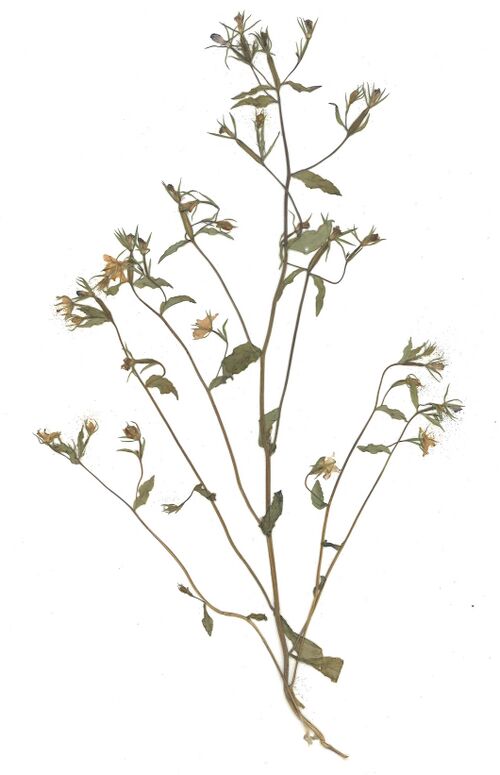 Datei:GHV Herbarium Gemeiner Frauenspiegel.jpg