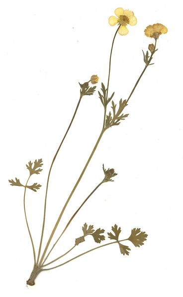 Datei:GHV Herbarium Knolliger Hahnenfuß.jpg