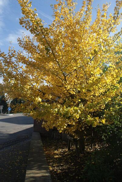 Datei:Gingkobaum bei der Kirche.jpg