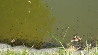 Kaulquappen im Seerosenteich.JPG