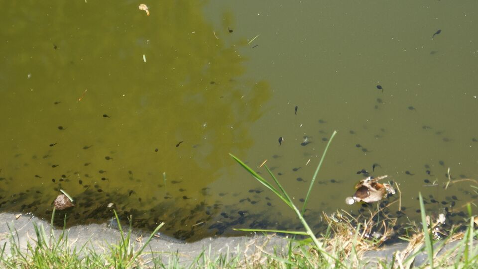Datei:Kaulquappen im Seerosenteich.JPG