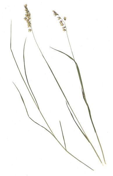 Datei:GHV Herbarium Nickendes Perlgras.jpg