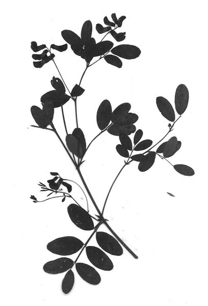 Datei:GHV Herbarium Schwarzwerdende Platterbse.jpg