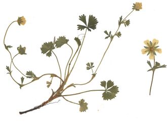 GHV Herbarium Frühlings-Fingerkraut.jpg