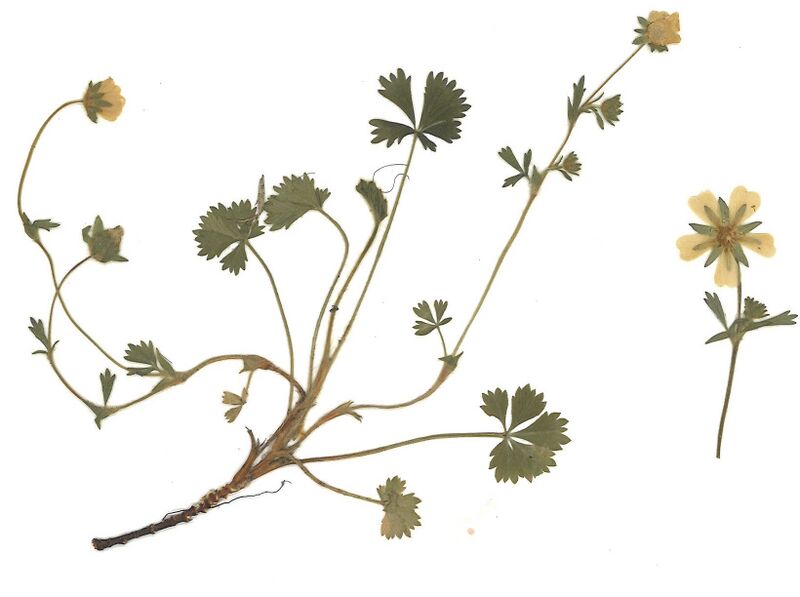 Datei:GHV Herbarium Frühlings-Fingerkraut.jpg