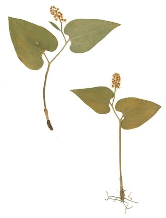 GHV Herbarium Schattenblume.jpg