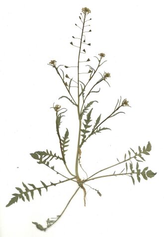 GHV Herbarium Gemeines Hirtentäschelkraut.jpg