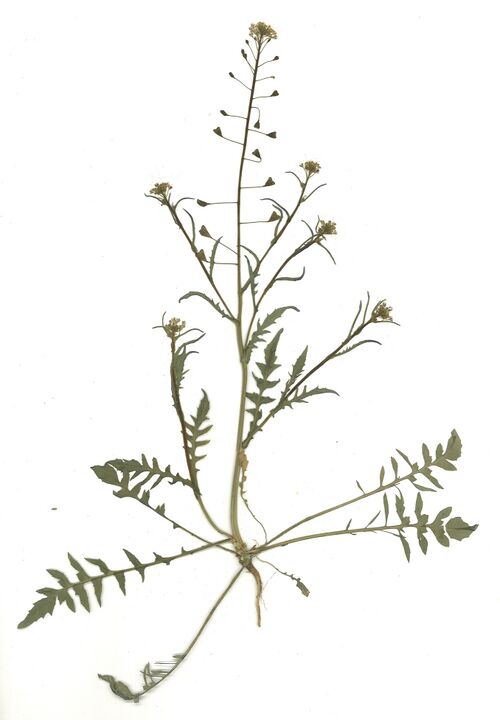 Datei:GHV Herbarium Gemeines Hirtentäschelkraut.jpg