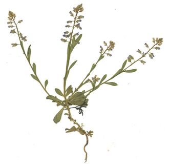 GHV Herbarium Gemeine Kreuzblume.jpg