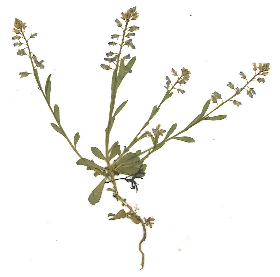 Datei:GHV Herbarium Gemeine Kreuzblume.jpg