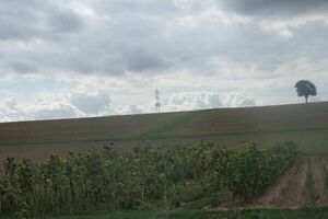 Sonnenblumenfeld bei Vaihingen.JPG