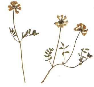 GHV Herbarium Schopf-Hufeisenklee.jpg