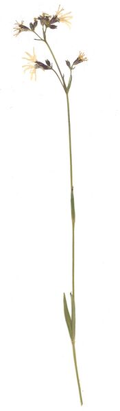 Datei:GHV Herbarium Kuckucks-Lichtnelke.jpg
